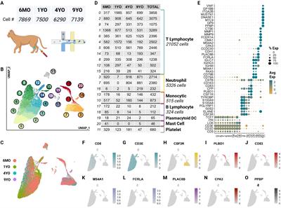 Single cell RNA-sequencing of feline peripheral immune cells with V(D)J repertoire and cross species analysis of T lymphocytes